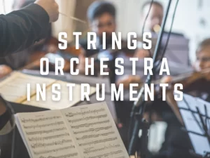Strings Section Orchestra Instruments