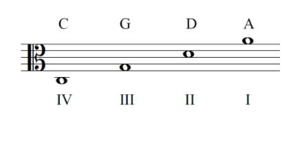 viola