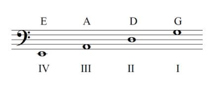 double bass