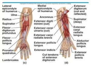Rotation Movement - Complemented Juan Rezzuto's Masterclass on “rotation” Movement.