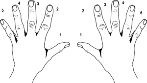 The importance of articulation and fingering