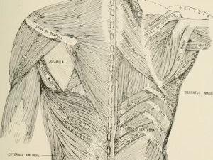 Physiotherapy, Ergonomics and Alexander Method: Helping the musicians to correct the posture.