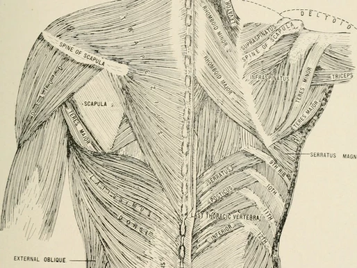Physiotherapy, Ergonomics and Alexander Method: Helping the musicians to correct the posture.